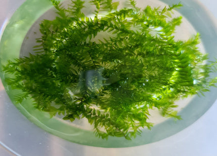 Willow Moss 5x5cm - Nano Tanks Australia Aquarium Shop