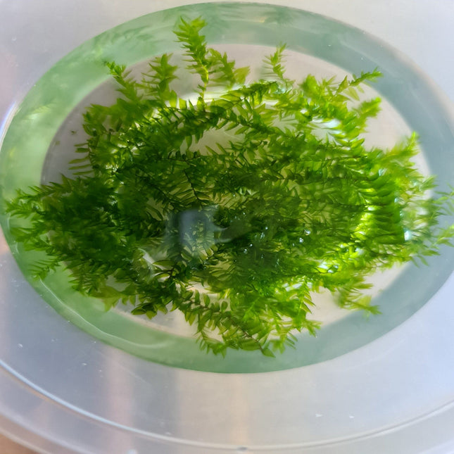 Willow Moss 5x5cm - Nano Tanks Australia Aquarium Shop