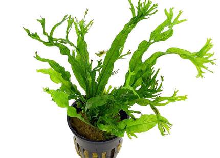 Windelov Java Fern On Clay Pot - Nano Tanks Australia Aquarium Shop