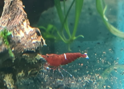 Wine Red Crystal Shrimps (Pinto Gene) - Nano Tanks Australia Aquarium Shop