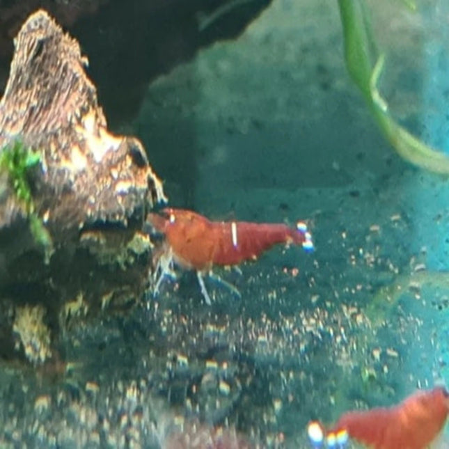 Wine Red Crystal Shrimps (Pinto Gene) - Nano Tanks Australia Aquarium Shop