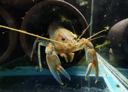 Yabby Crayfish (Cherax destructor) - Nano Tanks Australia Aquarium Shop
