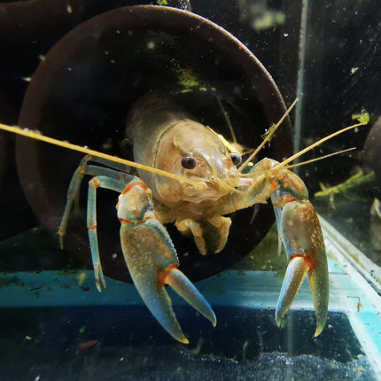 Yabby Crayfish (Cherax destructor) - Nano Tanks Australia Aquarium Shop