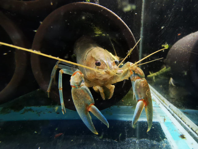 Yabby Crayfish (Cherax destructor) - Nano Tanks Australia Aquarium Shop