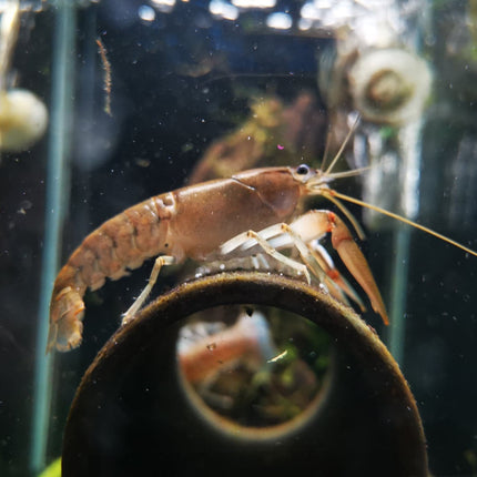 Yabby Crayfish (Cherax destructor) - Nano Tanks Australia Aquarium Shop