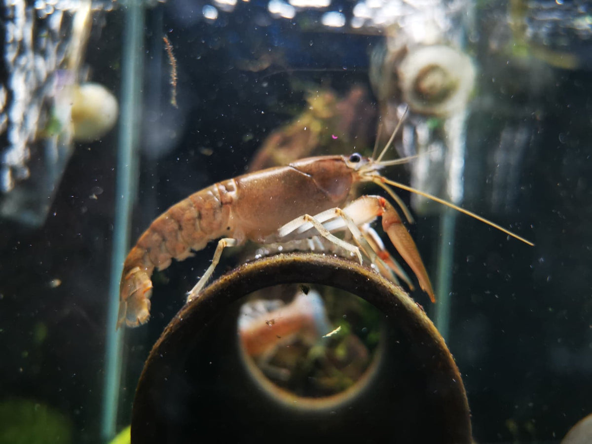 Yabby Crayfish (Cherax destructor) - Nano Tanks Australia Aquarium Shop