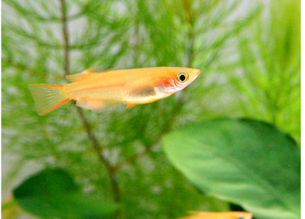 Yang Gui Fei Medaka - Nano Tanks Australia Aquarium Shop