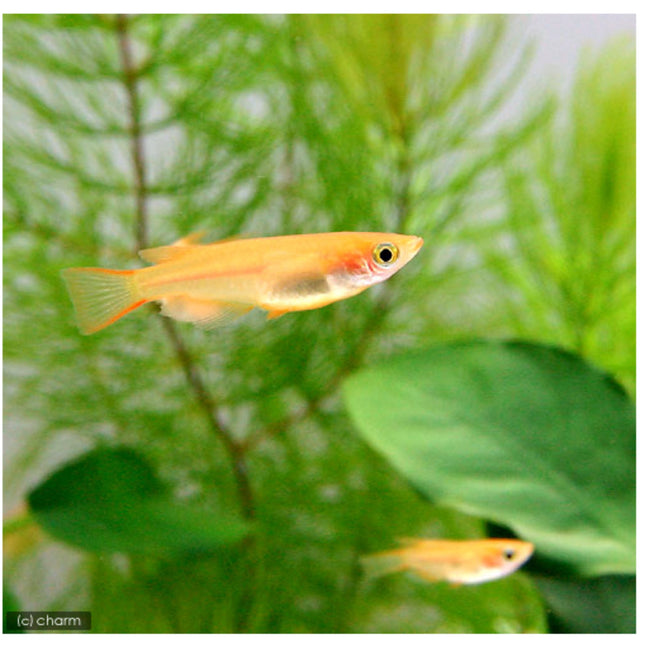 Yang Gui Fei Medaka - Nano Tanks Australia Aquarium Shop