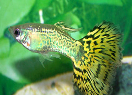 Yellow Cobra Guppy - Nano Tanks Australia Aquarium Shop