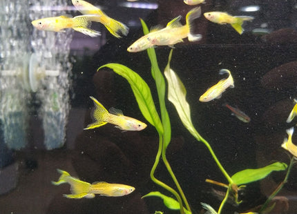 Yellow Cobra Lyretail Guppy - Nano Tanks Australia Aquarium Shop