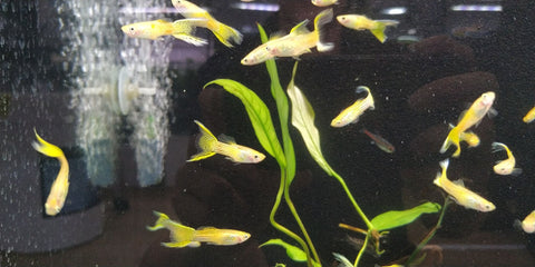 Yellow Cobra Lyretail Guppy - Nano Tanks Australia Aquarium Shop