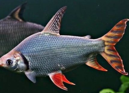 Yellow Flagtail 3-5cm - Nano Tanks Australia Aquarium Shop