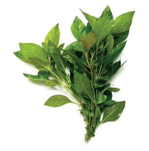 Yellow Ivy Aquarium Plant - Nano Tanks Australia Aquarium Shop