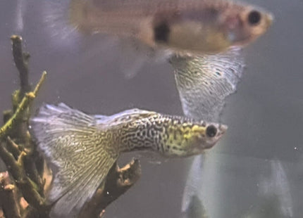 Yellow lace Moscow guppy pairs (SOLD PER PAIR) - Nano Tanks Australia Aquarium Shop