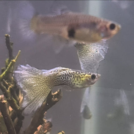 Yellow lace Moscow guppy pairs (SOLD PER PAIR) - Nano Tanks Australia Aquarium Shop