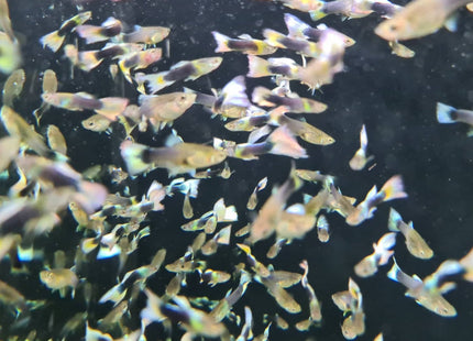 Yellow Tuxedo Guppy - Nano Tanks Australia Aquarium Shop