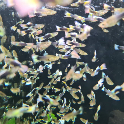 Yellow Tuxedo Guppy - Nano Tanks Australia Aquarium Shop