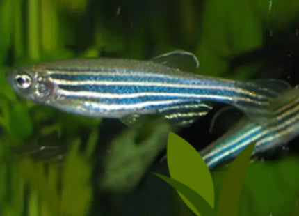 Zebra Danios (Sub Adults) - Nano Tanks Australia Aquarium Shop