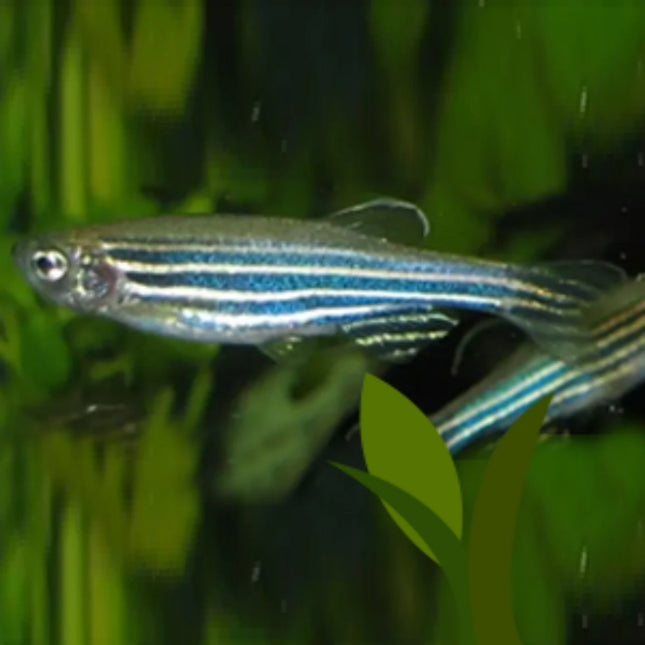 Zebra Danios (Sub Adults) - Nano Tanks Australia Aquarium Shop